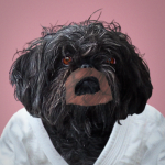 0052 44 goatee judo 150x150