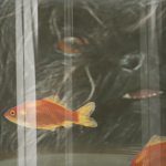  0048 48 fish 150x150